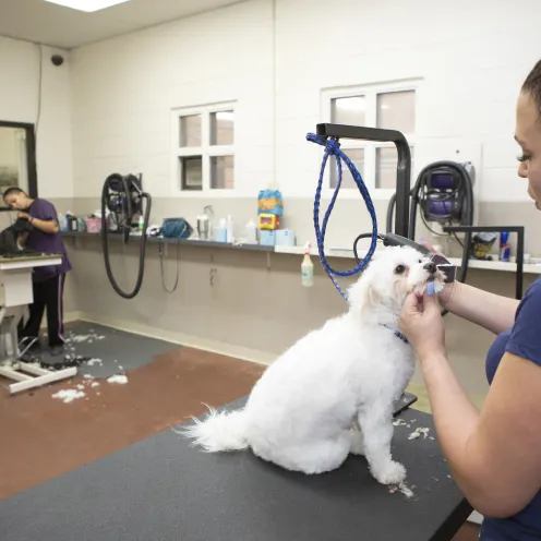 Small white dog being groomed at Canine Country Club & Feline Inn